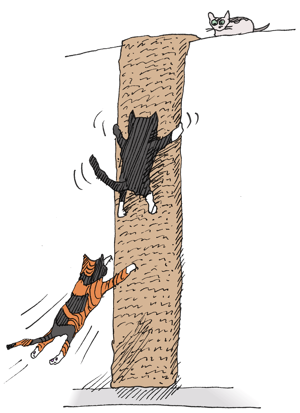 Cat deals climber wall